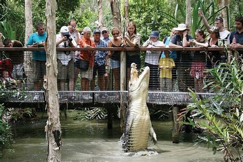 The Spellbinding Beauty of Orlando's Magic Crocodile Habitats